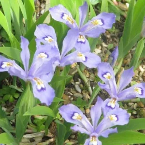 Dwarf Crested Iris Plants - 5 Bare Root Iris Cristata for Shade Garden Native Wildflower