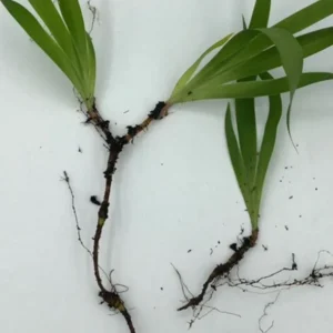 Dwarf Crested Iris Plants - 5 Bare Root Iris Cristata for Shade Garden Native Wildflower