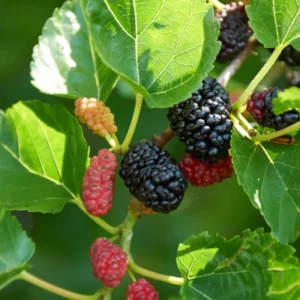 Dwarf Everbearing Mulberry Tree - 3 Bare Root Starter Plants - Cold Hardy Fruit Tree