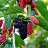 Dwarf Everbearing Mulberry Tree - Bare Root Starter Plant - Cold Hardy and Fruit Bearing