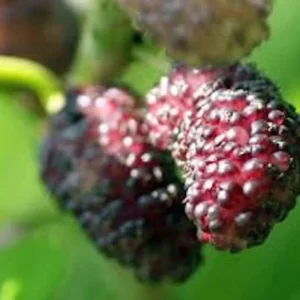 Dwarf Everbearing Mulberry Tree - Bare Root Starter Plant - Cold Hardy and Fruit Bearing