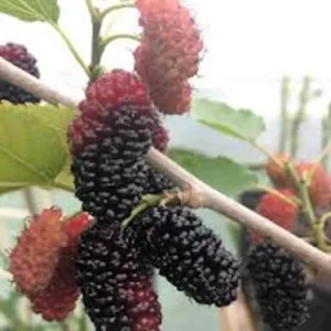 Dwarf Everbearing Mulberry Tree - Bare Root Starter Plant - Cold Hardy and Fruit Bearing