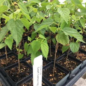 Dwarf Everbearing Mulberry Tree - Bare Root Starter Plant - Cold Hardy and Fruit Bearing