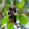 Dwarf Everbearing Mulberry Tree Set - 2 Live Plants, Outdoor Fruit Growing