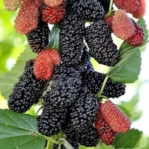 Dwarf Everbearing Mulberry Tree Set - 2 Live Plants, Outdoor Fruit Growing