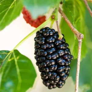 Dwarf Everbearing Mulberry Tree Set - 2 Live Plants, Outdoor Fruit Growing
