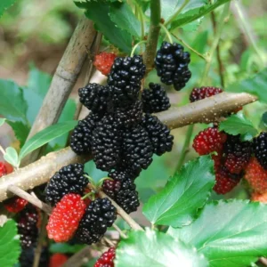 Dwarf Everbearing Mulberry Tree Set - 2 Live Plants, Outdoor Fruit Growing