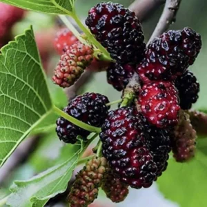 Dwarf Everbearing Mulberry Tree Set - 2 Live Plants, Outdoor Fruit Growing