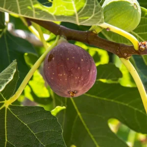 Dwarf Fig Tree Starter Plant - Self Fertile Perennial Fig Plant