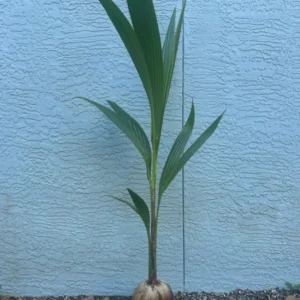 Dwarf Green Malayan Coconut Plant - 2-3ft Tall - Rare Sprouted Variety