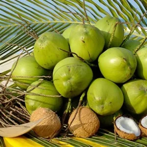 Dwarf Green Malayan Coconut Plant - 2-3ft Tall - Rare Sprouted Variety