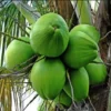 Dwarf Green Malayan Coconut Plant - 6-8 Inch Rare Tropical Tree
