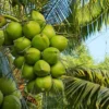 Dwarf Green Malayan Coconut Plant - 6-8 Inch Rare Tropical Tree