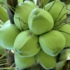 Dwarf Green Malayan Coconut Plant - 6-8 Inch Rare Tropical Tree
