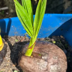 Dwarf Green Malayan Coconut Plant - 6-8 Inch Rare Tropical Tree