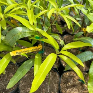 Dwarf Hawaiian Mango Tree - Grafted Tropical Fruit Tree - 3 Gallon Potted - 2-3 Feet