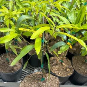 Dwarf Hawaiian Mango Tree - Grafted Tropical Fruit Tree - 3 Gallon Potted - 2-3 Feet