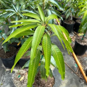 Dwarf Hawaiian Mango Tree - Grafted Tropical Fruit Tree - 3 Gallon Potted - 2-3 Feet