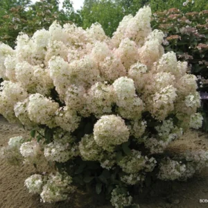 Dwarf Hydrangea Bush - BoBo Variety - 4 Inch Pot - Summer Blooms