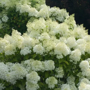 Dwarf Hydrangea Bush - BoBo Variety - 4 Inch Pot - Summer Blooms