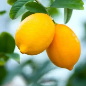 Dwarf Meyer Lemon Tree Live Plant - 1 to 2 FT Tall - Sweet Fruit Bush