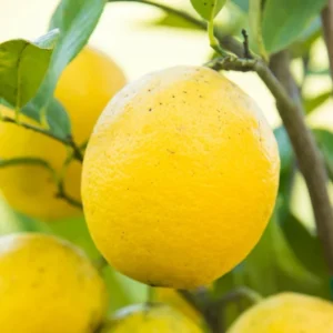 Dwarf Meyer Lemon Tree Live Plant - 1 to 2 FT Tall - Sweet Fruit Bush
