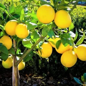 Dwarf Meyer Lemon Tree Live Plant - 1 to 2 FT Tall - Sweet Fruit Bush
