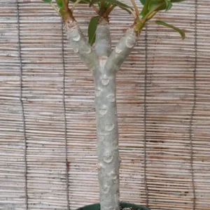 Dwarf Plumeria Plant - Pizzazz Pink Multi Tip - Rooted Flower Plant