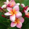 Dwarf Plumeria Plant Pizzazz Pink Rooted Plant with 1 Tip