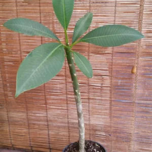 Dwarf Plumeria Plant Pizzazz Pink Rooted Plant with 1 Tip