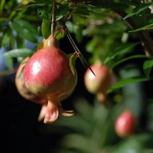 Dwarf Pomegranate Plant - Edible Bonsai - 6 inch Pot - Ornamental Fruit Tree