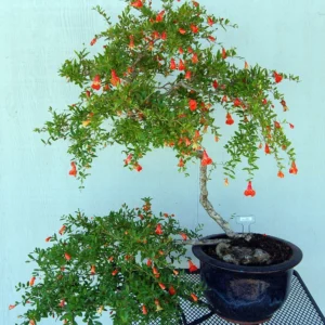 Dwarf Pomegranate Plant - Edible Bonsai - 6 inch Pot - Ornamental Fruit Tree