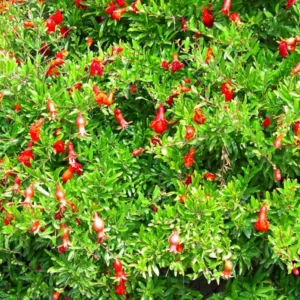 Dwarf Pomegranate Plant - Edible Bonsai - 6 inch Pot - Ornamental Fruit Tree