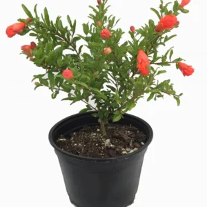 Dwarf Pomegranate Plant - Edible Bonsai - 6 inch Pot - Ornamental Fruit Tree
