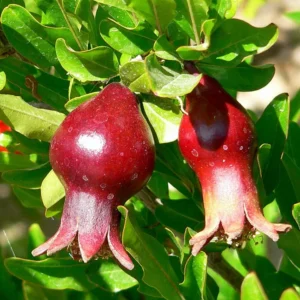 Dwarf Pomegranate Plant - Edible Bonsai - 6 inch Pot - Ornamental Fruit Tree