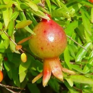 Dwarf Pomegranate Plant - Edible Bonsai - 6 inch Pot - Ornamental Fruit Tree