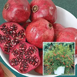 Dwarf Pomegranate Plant - Edible Bonsai - 6 inch Pot - Ornamental Fruit Tree