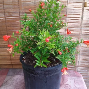 Dwarf Pomegranate Punica granatum Nana Live Plant Container Patio Bonsai