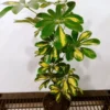 Dwarf Umbrella Tree Schefflera Arboricola Live Plant 20 to 25" + Plant Food