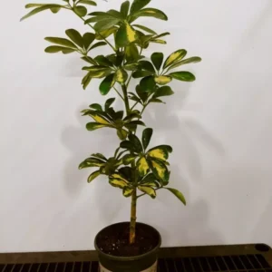 Dwarf Umbrella Tree Schefflera Arboricola Live Plant 20 to 25" + Plant Food