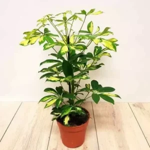 Dwarf Umbrella Tree Schefflera Arboricola Live Plant 20 to 25