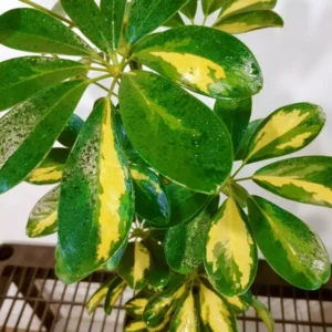 Dwarf Umbrella Tree Schefflera Arboricola Live Plant 20 to 25