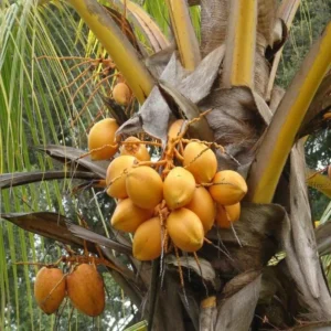 Dwarf Yellow Malayan Coconut Plant 6-8 Inch Tall - Rare Tropical Tree