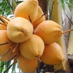 Dwarf Yellow Malayan Coconut Plant 6-8 Inch Tall - Rare Tropical Tree