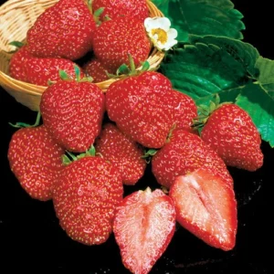 Earliglow Strawberry Plants 50 Bare Root - The Earliest June-Bearing Berry