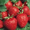 Earliglow Strawberry Plants Bare Root - 10 Pack - Earliest June-Bearing Variety