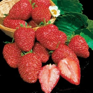 Earliglow Strawberry Plants Bare Root - 10 Pack - Earliest June-Bearing Variety
