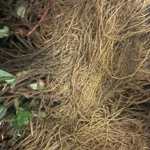 Earliglow Strawberry Plants Bare Root - 10 Pack - Earliest June-Bearing Variety