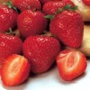 Earliglow Strawberry Plants Bare Root - 25 Plants - Earliest Berries