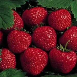 Earliglow Strawberry Plants Bare Root - 25 Plants - Earliest Berries